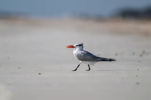 Anastasia Island, St. Augustine, FL
