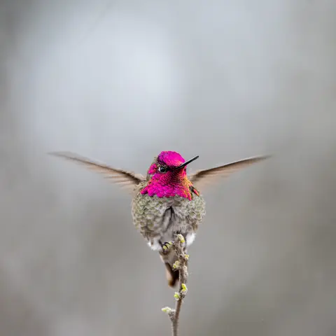 Sonoran Desert, Phoenix, AZ