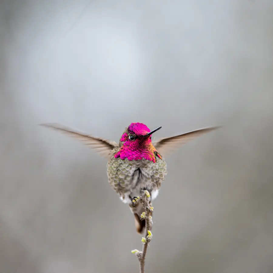 Wildlife