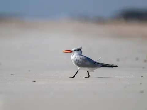 Anastasia Island, St. Augustine, FL