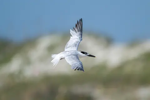 Anastasia Island, St. Augustine, FL