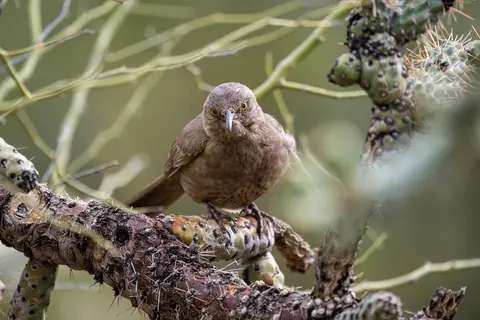 Sonoran Desert, Phoenix, AZ