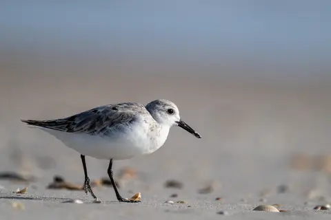 Anastasia Island, St. Augustine, FL