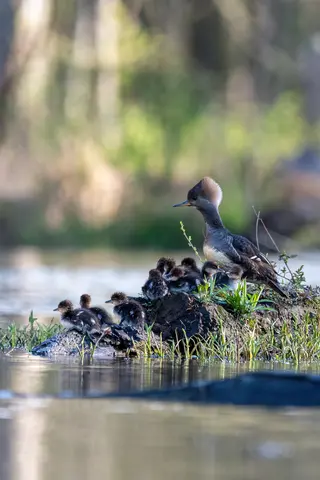 Huntley Meadows, Alexandria, VA