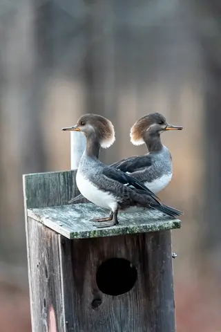 Huntley Meadows, Alexandria, VA