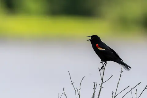 Huntley Meadows, Alexandria, VA
