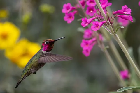 Sonoran Desert, Phoenix, AZ