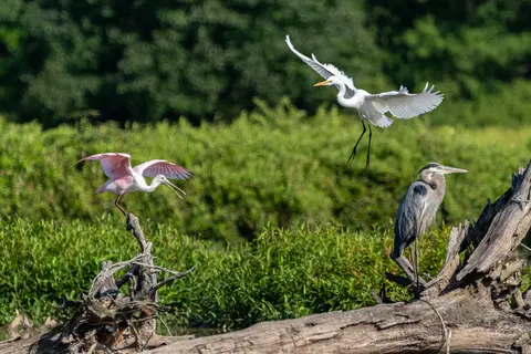 Huntley Meadows, Alexandria, VA
