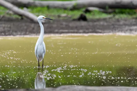 Huntley Meadows, Alexandria, VA