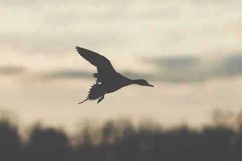Huntley Meadows, Alexandria, VA