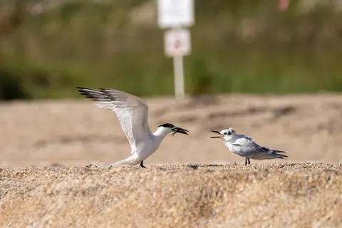Anastasia Island, St. Augustine, FL