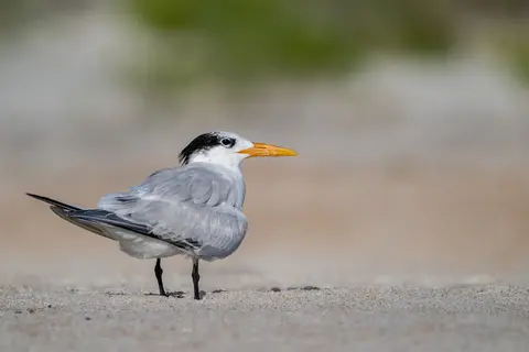 Anastasia Island, St. Augustine, FL