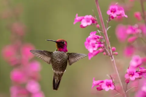Sonoran Desert, Phoenix, AZ