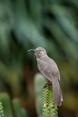 Sonoran Desert, Phoenix, AZ