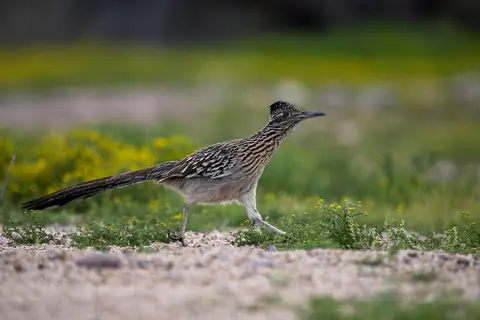 Sonoran Desert, Phoenix, AZ