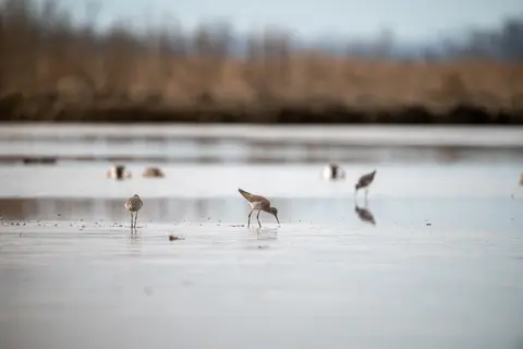 Bombay Hook, Delaware