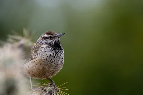 Sonoran Desert, Phoenix, AZ