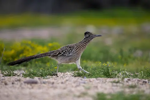 Sonoran Desert, Phoenix, AZ