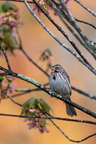Huntley Meadows, Alexandria, VA
