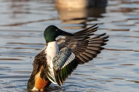 Huntley Meadows, Alexandria, VA