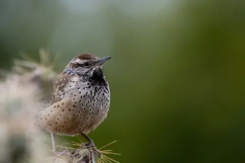 Sonoran Desert, Phoenix, AZ