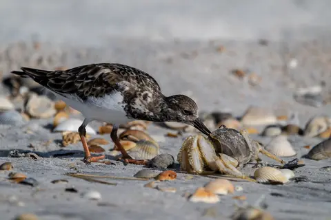 Anastasia Island, St. Augustine, FL