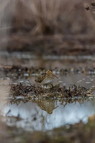 Huntley Meadows, Alexandria, VA