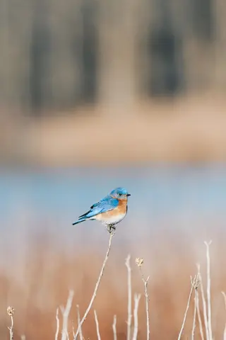 Huntley Meadows, Alexandria, VA