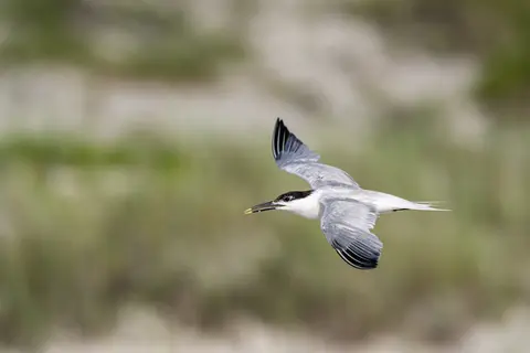 Anastasia Island, St. Augustine, FL