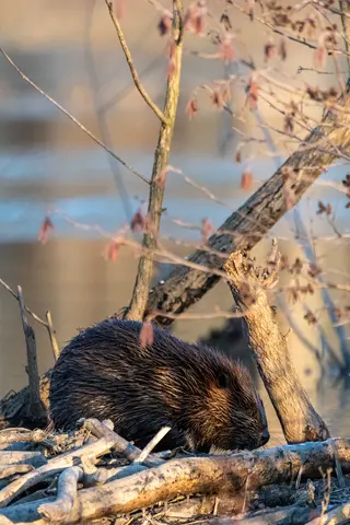 Huntley Meadows, Alexandria, VA
