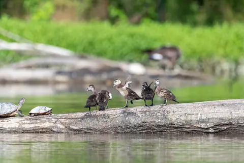 Huntley Meadows, Alexandria, VA