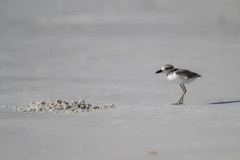 Anastasia Island, St. Augustine, FL