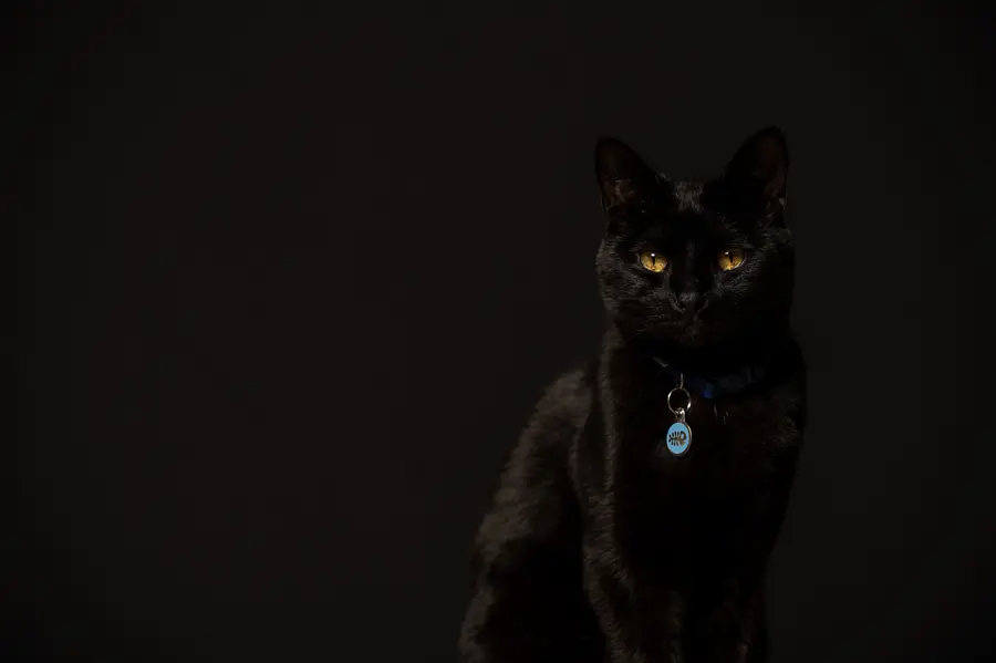 Pets