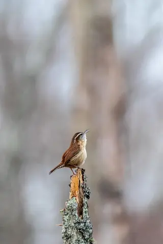 Huntley Meadows, Alexandria, VA