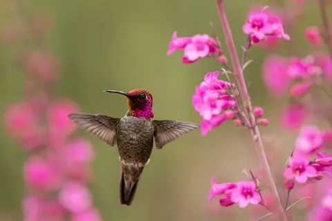 Sonoran Desert, Phoenix, AZ