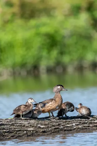 Huntley Meadows, Alexandria, VA